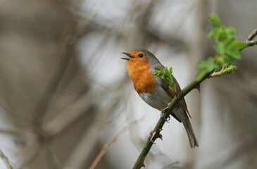 A stunning Robin (Erithacus rubecula) perched on a branch in a tree singing. 