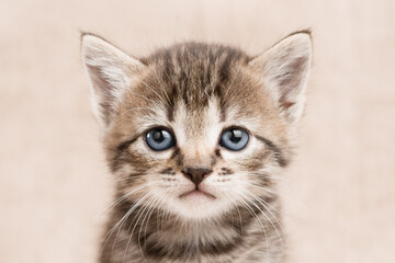 Close up portrait of cute tabby kitten