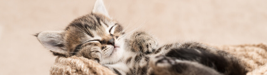 Tabby kitten cute sleeping in a wicker basket banner