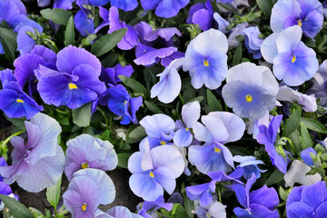 Heartsease or pansy flowers in blue-white colors - natural floral background. Blossoming violet flowers or pansies on flowerbed in garden close up. Romantic delicate floral design