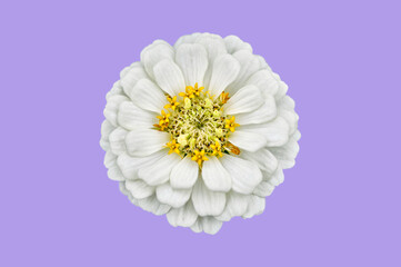 White and yellow zinnia flower isolated on violet background (common zinnia, youth-and-age, elegant zinnia).