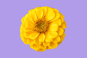 Bright Yellow zinnia flower isolated on violet background (common zinnia, youth-and-age, elegant zinnia).