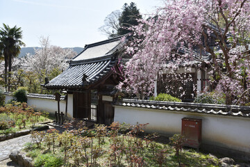 春の長谷寺　歓喜院　奈良県桜井市
