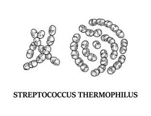 Hand drawn probiotic streptococcus thermophiles bacteria. Good microorganism for human health and digestion regulation. Vector illustration in sketch style