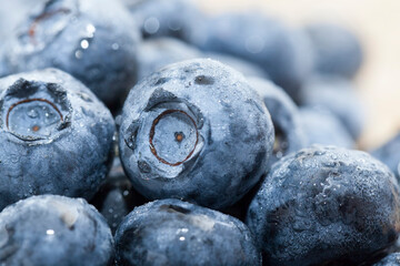 blueberries are harvested in season, berries can be used for eating raw