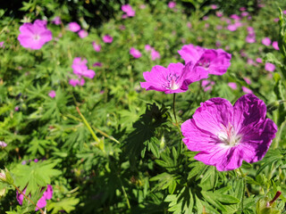Obraz premium Pink geranium flowers on a sunny spring day.