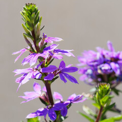 Obraz premium Blaue Fächerblumen oder Scaevola aemula mit üppige blauvioletten Blütenpracht auf langenTrieben