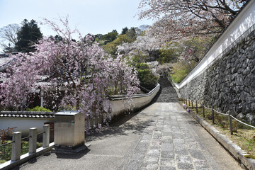春の長谷寺　参道の桜　奈良県桜井市