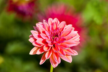 Fototapeta premium beautiful red and pink flowers
