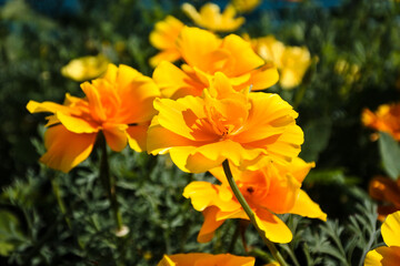 yellow flowers in the garden