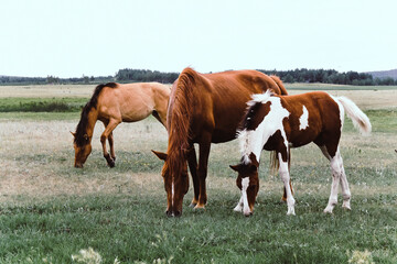 Naklejka na ściany i meble horse and foal in field