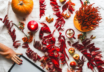 Autumn flat lay with red fall leaves, women hand with red manicure , pumpkin, candles , apples and hot chocolate on white blanket. Top view. Autumn mood