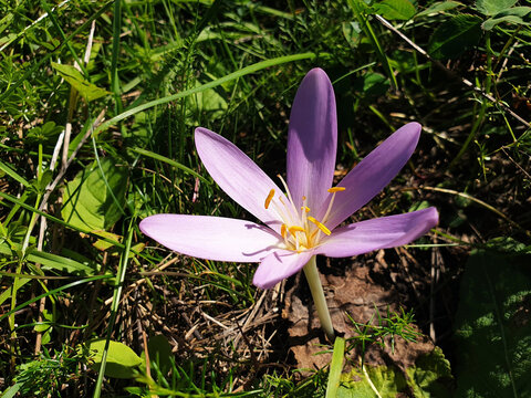 A single pink colchicum flower blooms in a clearing in the mountains.