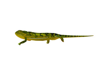 Fototapeta premium Geometrical, low poly, illustration of an African Chameleon in the desert, on the ground.