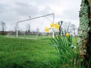 Yellow daffodils in focus. Football goal post out of focus. Autumn season concept. Sport and natural beauty. © mark_gusev