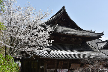 春の長谷寺　本堂　奈良県桜井市