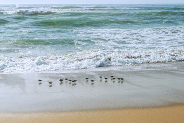 Plover birds on the beach, stormy sea and clear blue sky on background