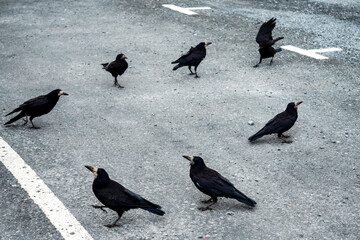 Seven black crow walking in a circle on a grey parking lot surface. Selective focus. Abstract gangsters concept.