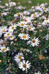 Kissenaster und Strahlenaster