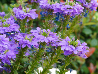 (Scaevola aemula) Blaue Fächerblume mit blaue oder tief blauviolette Kronblätter....