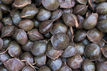 Top view close up a pile of luk nieng, Djenkol bean fruit pattern.,image of Indigenous crop in south of Thailand.