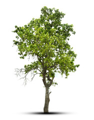 tree isolated on white background