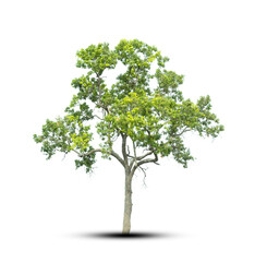 tree isolated on white background