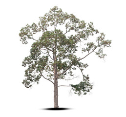 tree isolated on white background