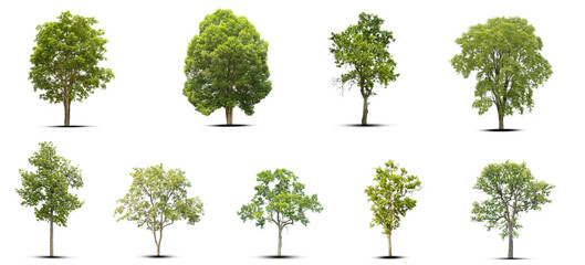 set of trees isolated