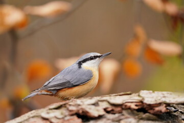 Eurasian nuthatch (Sitta europaea) sits on the ground. nuthatch in the nature habitat. Wildlife scene from fall forest.