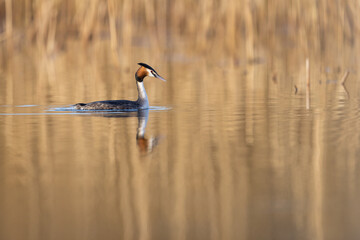 Great crested grebe podiceps cristatus swimming in water with warm brown reed in background, Schleswig-Holstein
Northern germany