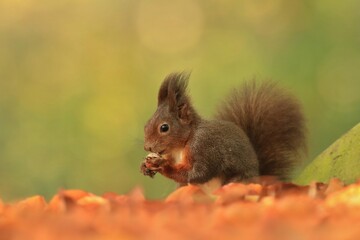 Naklejka na ściany i meble Art view on wild nature. Cute red squirrel with long pointed ears in autumn scene . Wildlife in october forest. . Sciurus vulgaris