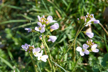 close up of beautiful purple colored flowers in grass