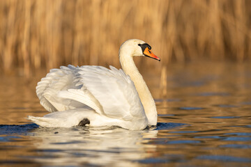 Mute swan Cygnus olor swimming along reed in beautiful light