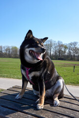 shiba inu dog posing on a wooden bench on the beautiful rhine river under a blue sky