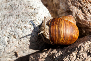 grape snail crawling on its territory, close up