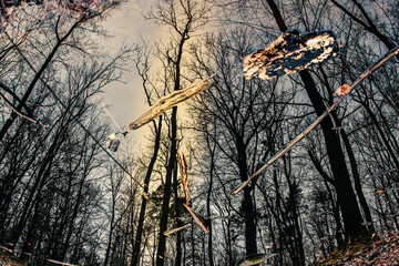 Wald in einer Spiegelreflektion, Upside down