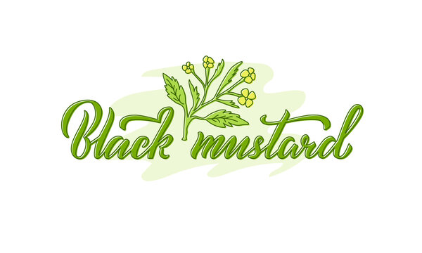 Vector illustration of black mustard lettering for packages, product design, banners, stickers, spice shop price list and decoration. Handwritten phrase with floral graphic elements for web or print
