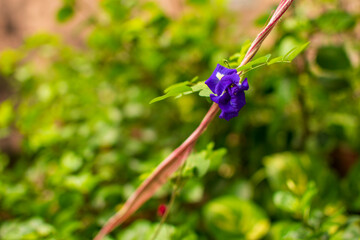 Blue indian Aparajita Flower also known as Asian pigeonwings
