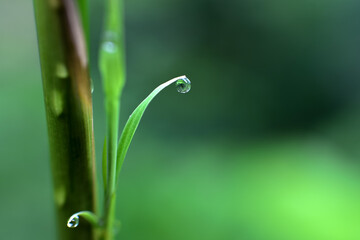 A large, beautiful drop of clear water on a green macro sheet. Dew drops in the morning glow in the sun. Beautiful texture of the leaves in nature. bokeh background