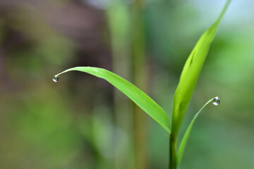 A large, beautiful drop of clear water on a green macro sheet. Dew drops in the morning glow in the sun. Beautiful texture of the leaves in nature. bokeh background