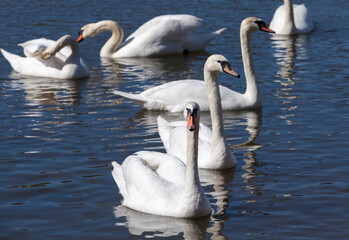 beautiful waterfowl Swan on the lake in the spring
