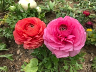 Korea park's spring flowers and nature.