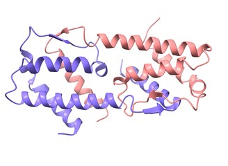 Structure of the human interleukin-5 homodimer, 3D cartoon model. white background