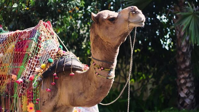 colorfully decorated regal camel decked in colorful tie and dye cloth, loops and bridle standing majestically waiting for the animal festival in pushkar bikaner rajasthan india
