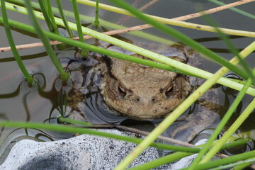 The toad came to the spawning pond