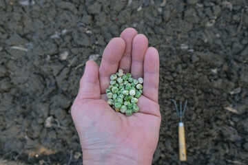 Pea seeds in a woman's palm on a background of moist spring soil. Home growing. Copy space. 