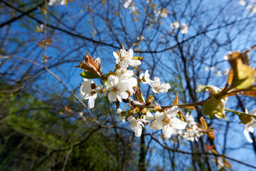 close up of white cherry blossoms