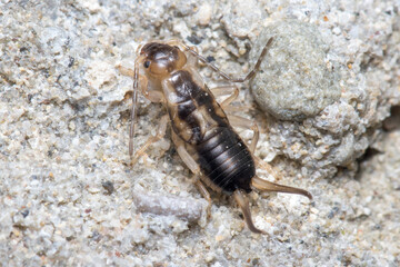 Common earwig, Forficula auricularia, walking on a rock on a sunny day. High quality photo