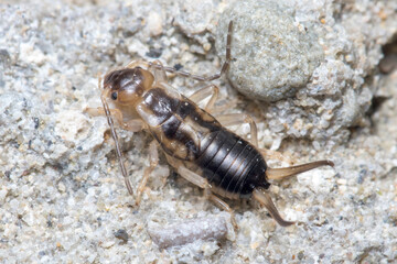 Common earwig, Forficula auricularia, walking on a rock on a sunny day. High quality photo